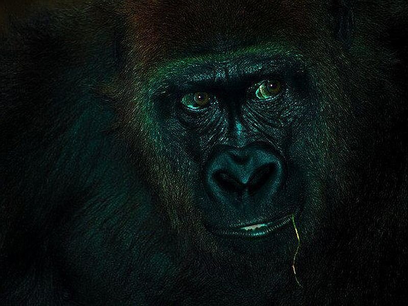Gorilla Face Close-up — Black, Dramatic