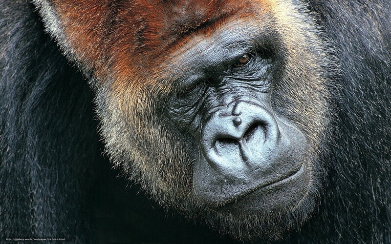 Gorilla Face Close-up — Black, Intense