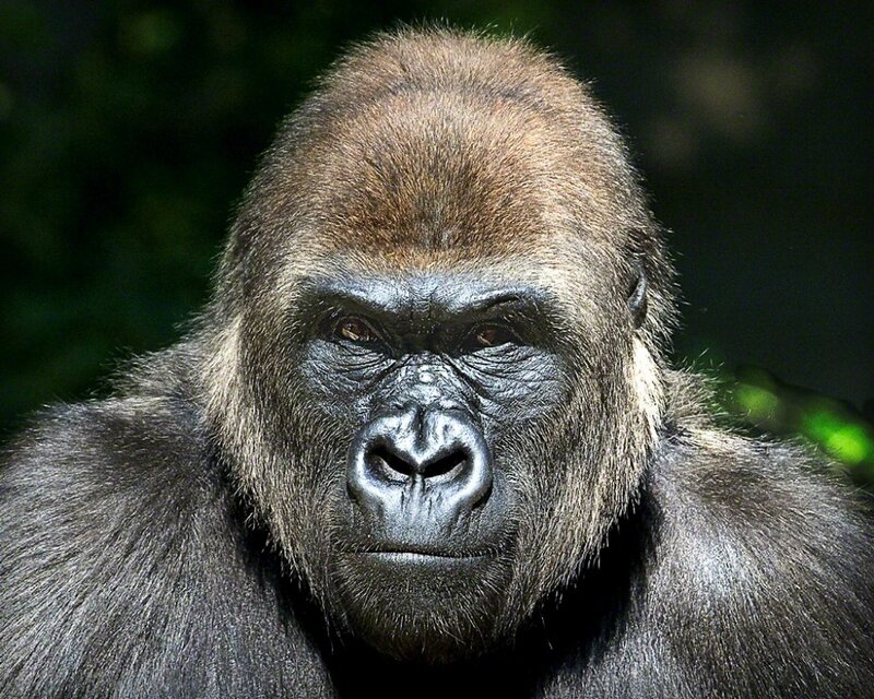 Gorilla Face Close-up — Black, Serious, Photograph, Fur