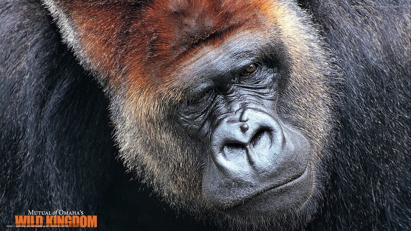 Gorilla Face Close-up — Black, Serious, Photograph, Text