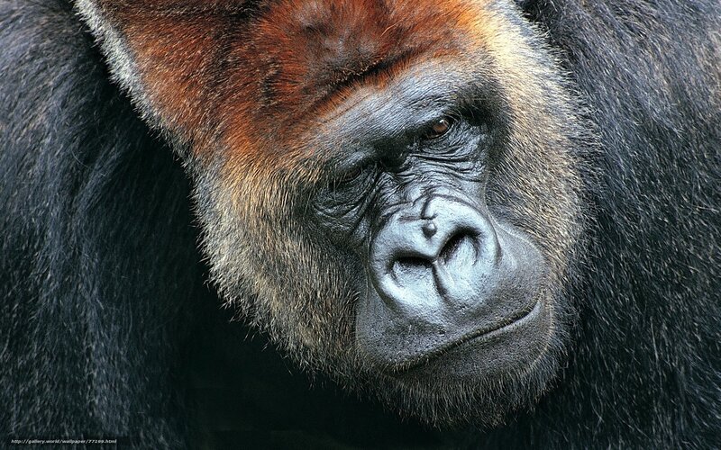 Gorilla Face Close-up — Black, Serious