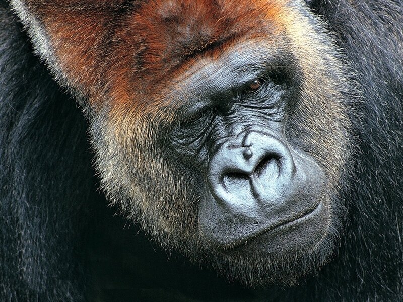 Gorilla Face Close-up — Black
