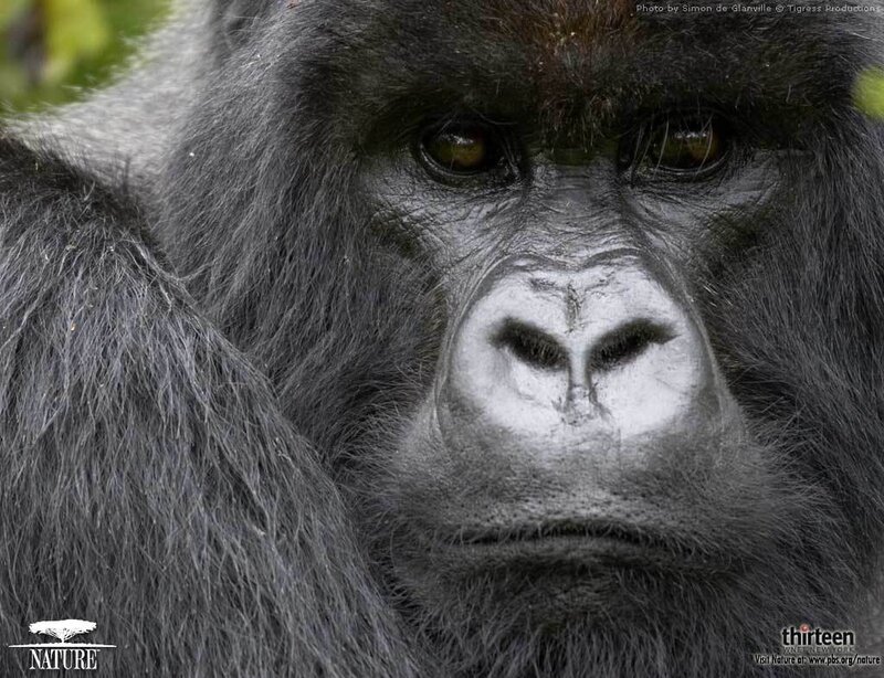 Gorilla Face Close-up — Gray