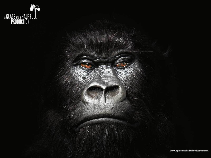 gorilla face close-up