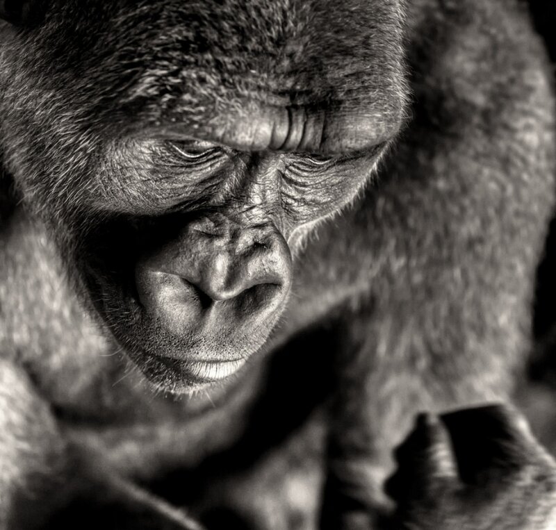 Gorilla Face in Close-up