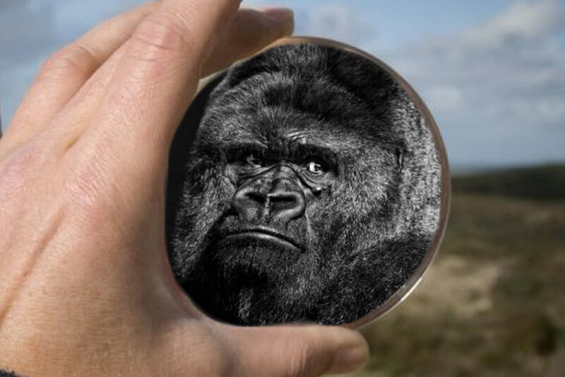 Gorilla Face in Mirror