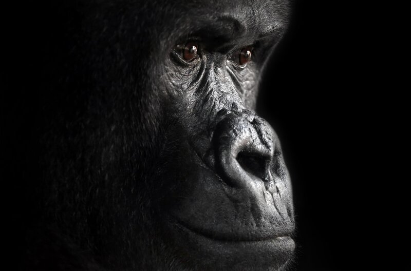 Gorilla Face in Profile — Black
