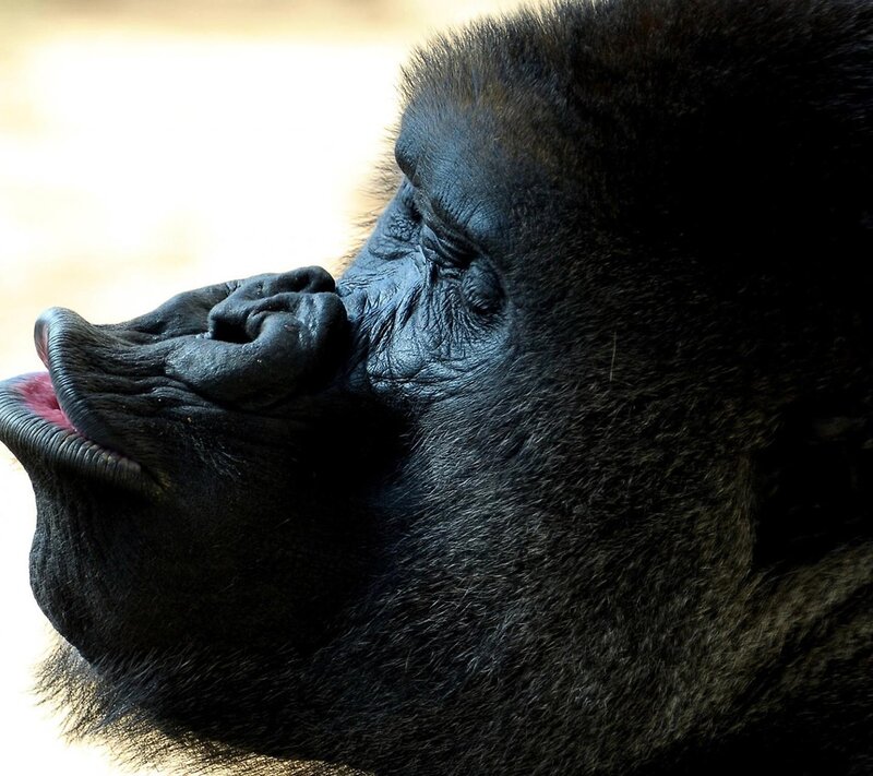 Gorilla Face in Profile