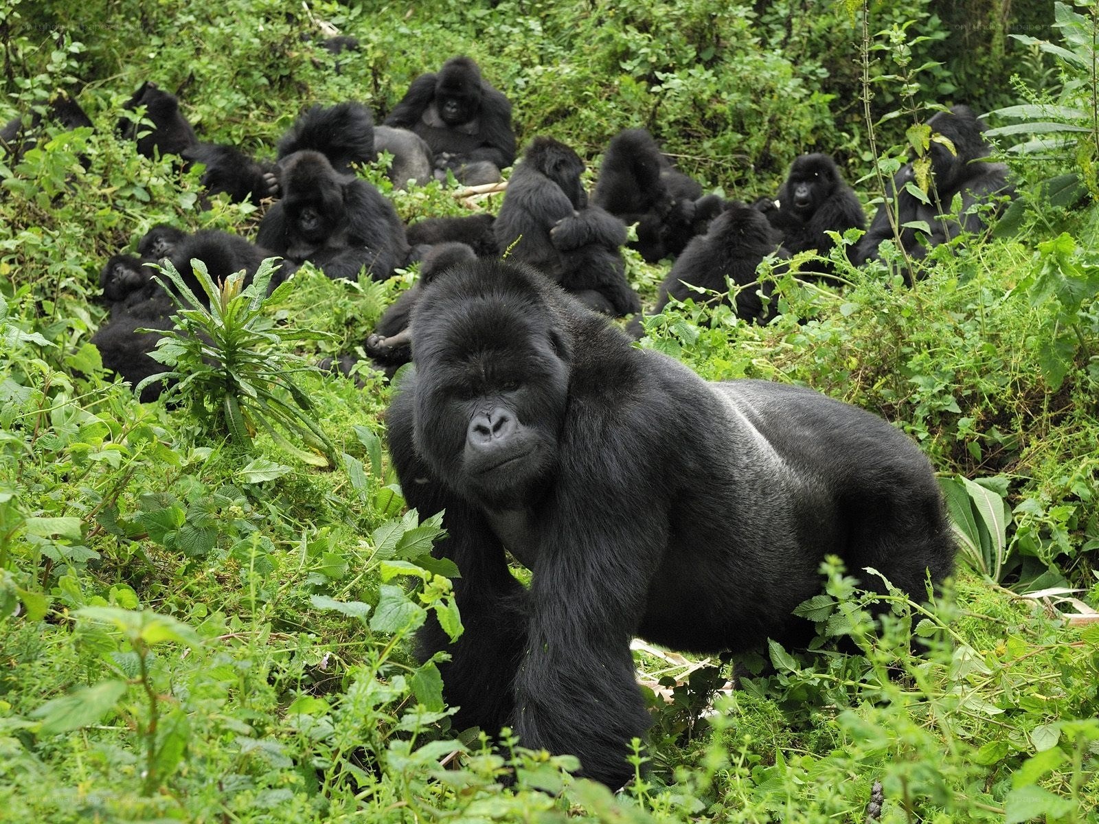 Gorilla family in forest