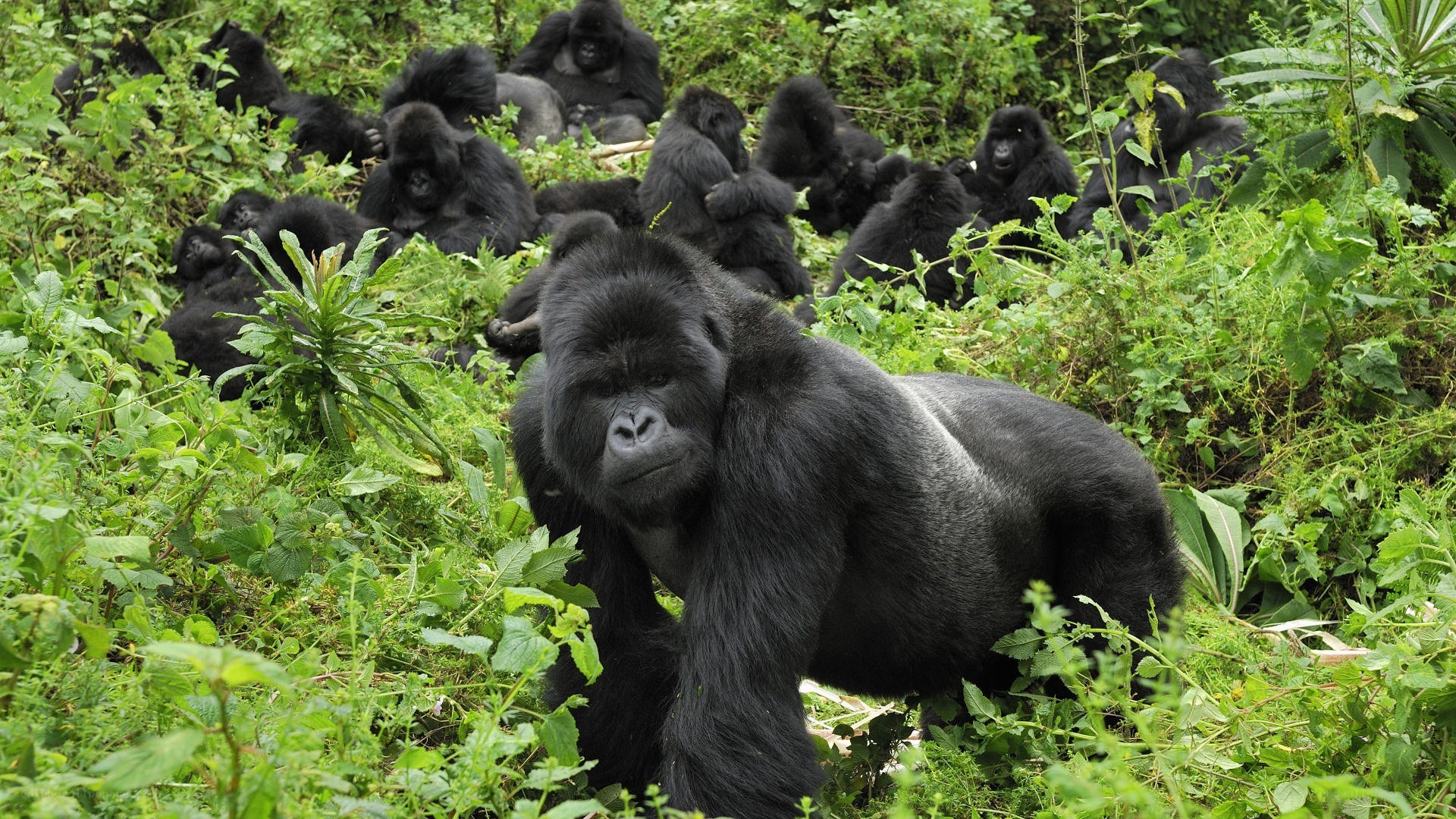 Gorilla family in the wild