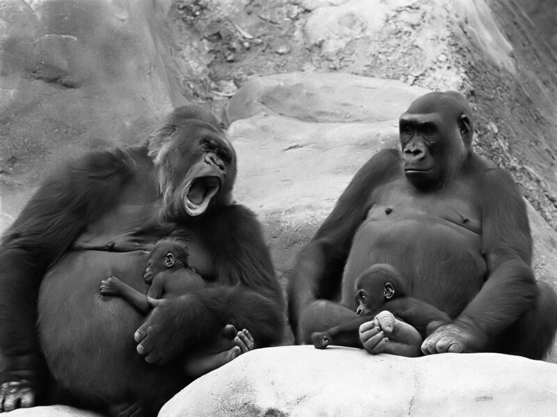 Gorilla Family on Rock