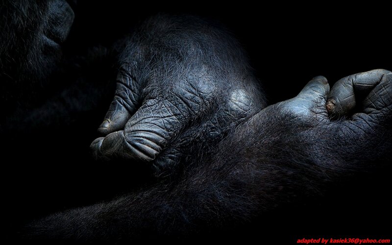 Gorilla Hands in Darkness