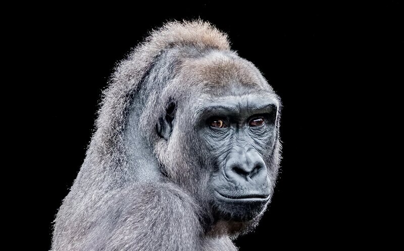 Gorilla Head and Shoulders