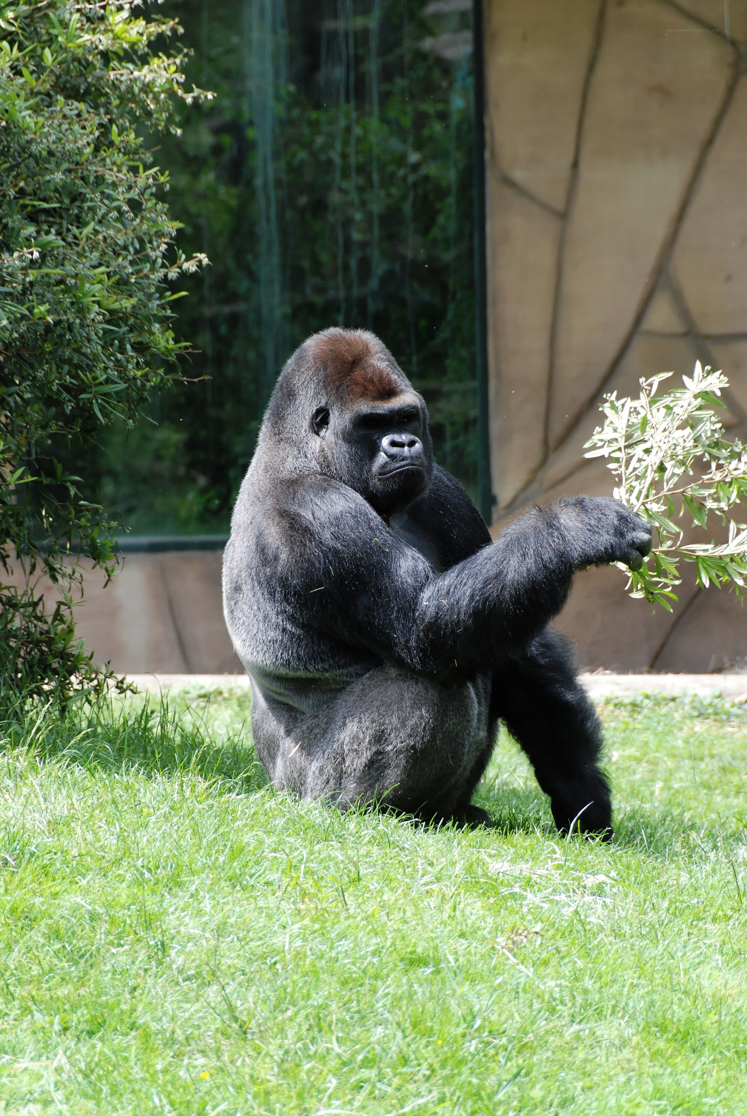 gorilla holding a branch