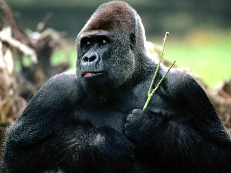 gorilla holding a twig