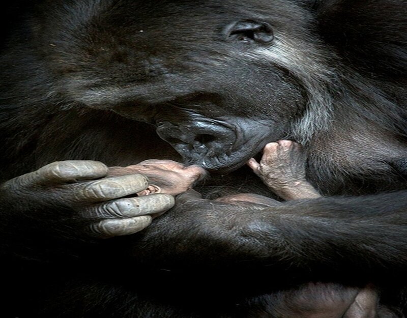 Gorilla Holding Baby