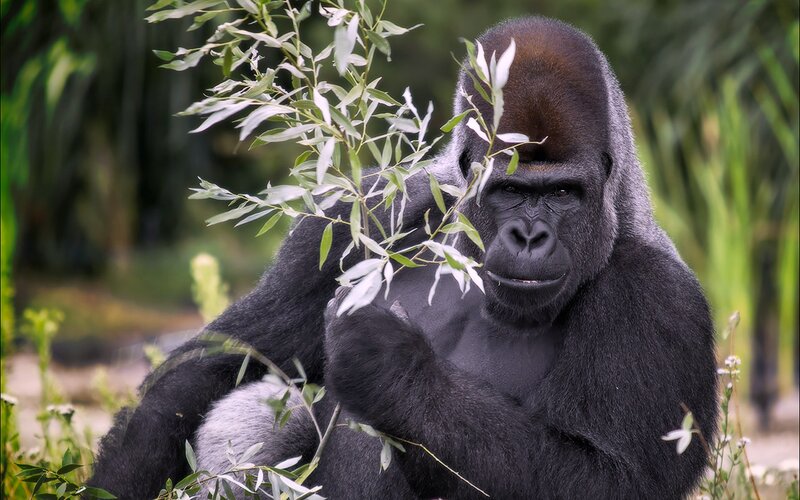 Gorilla Holding Branch