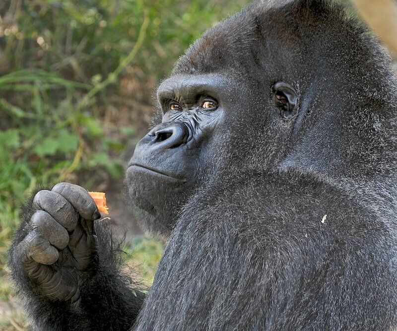 Gorilla Holding Food