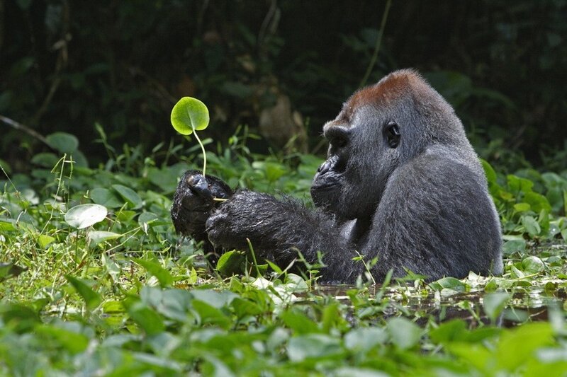 Gorilla Holding Leaf — Green, Calm