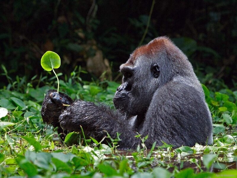 Gorilla Holding Leaf — Green