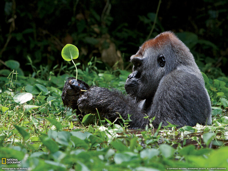 Gorilla Holding Leaf