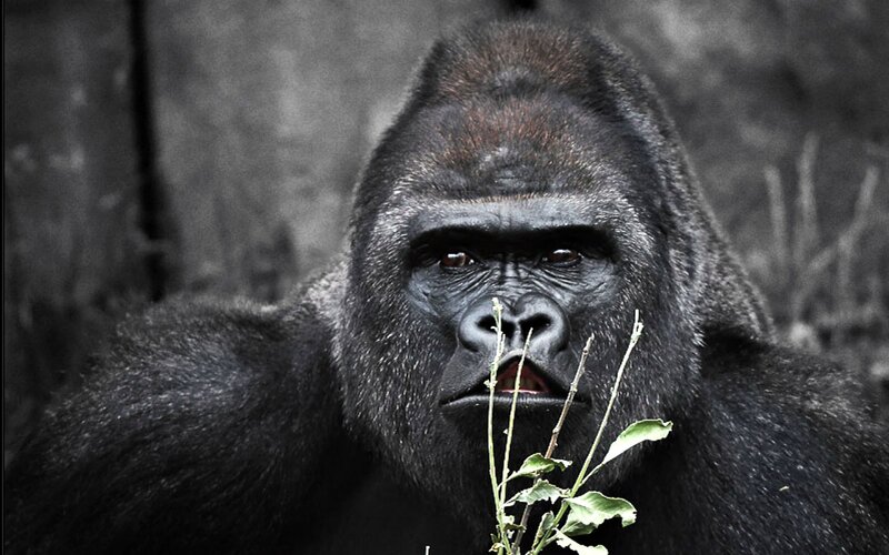 Gorilla Holding Plant