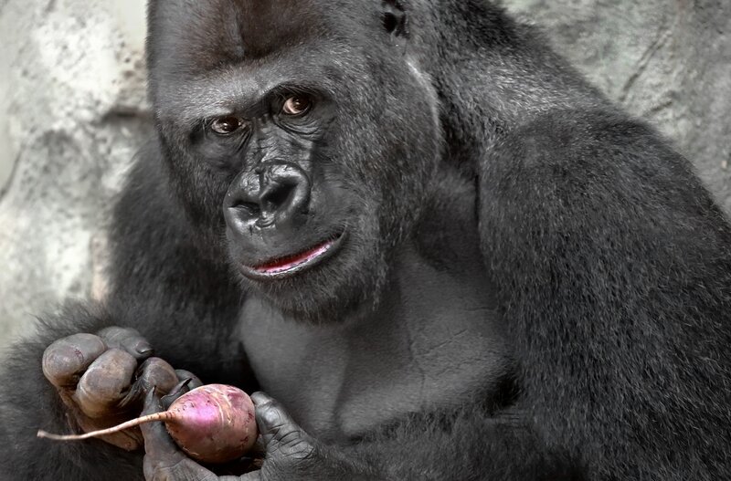 Gorilla Holding Vegetable