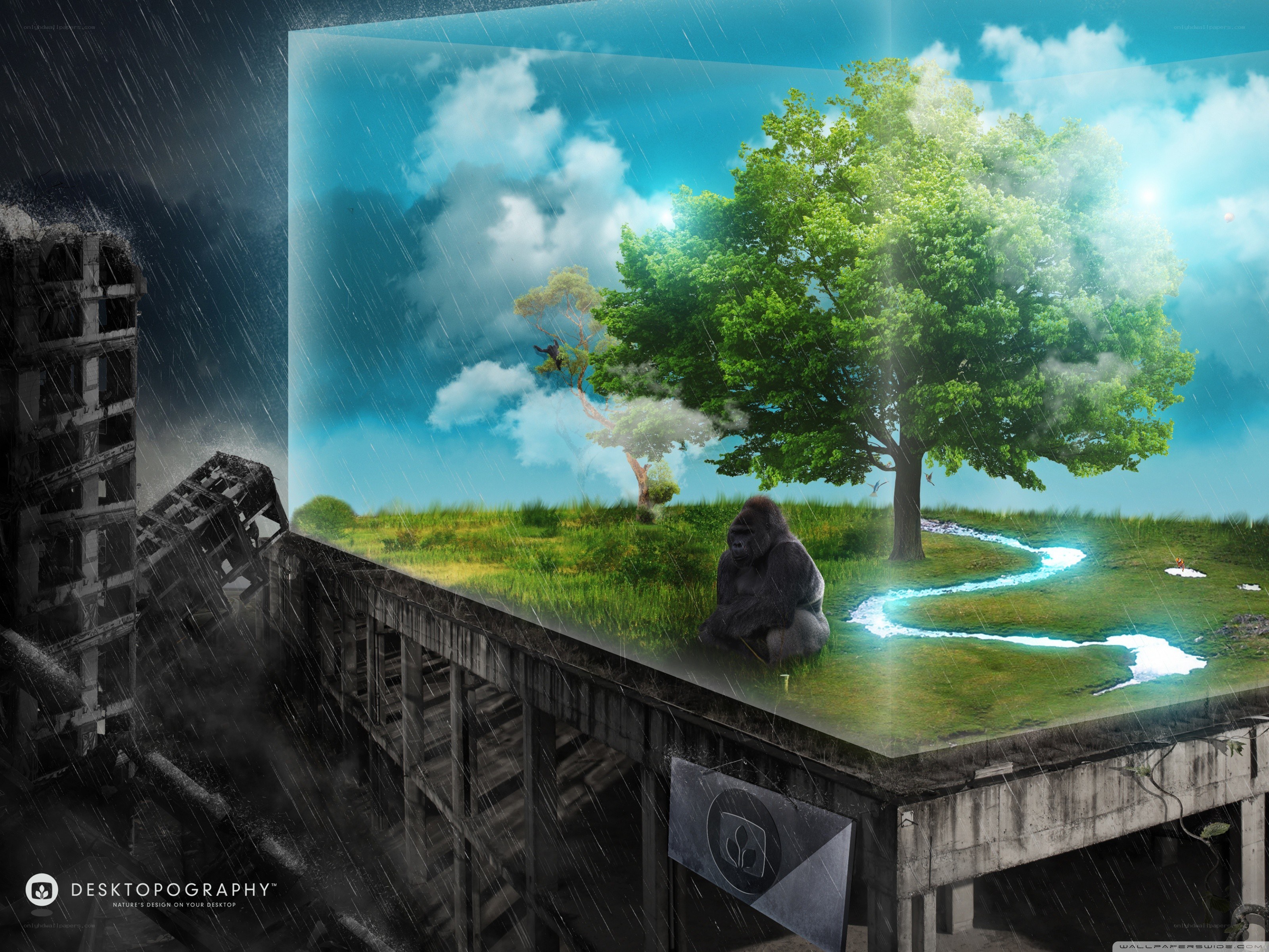 Gorilla in a glass box