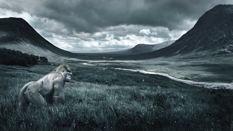 gorilla in a valley landscape