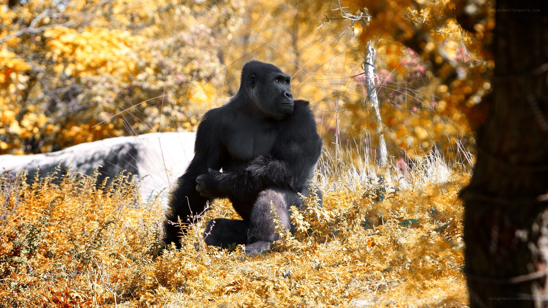 Gorilla in autumn foliage