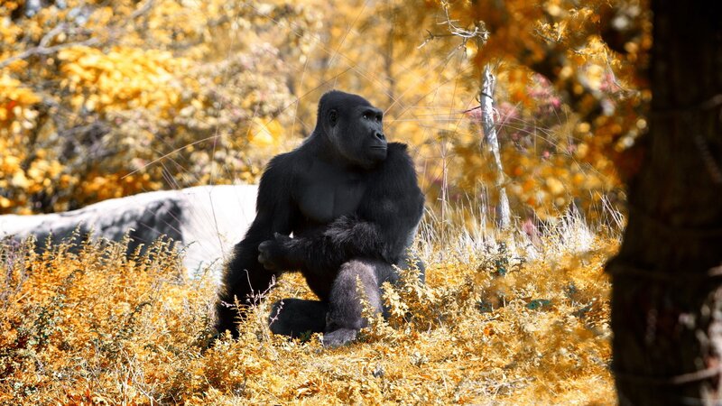 gorilla in autumn foliage