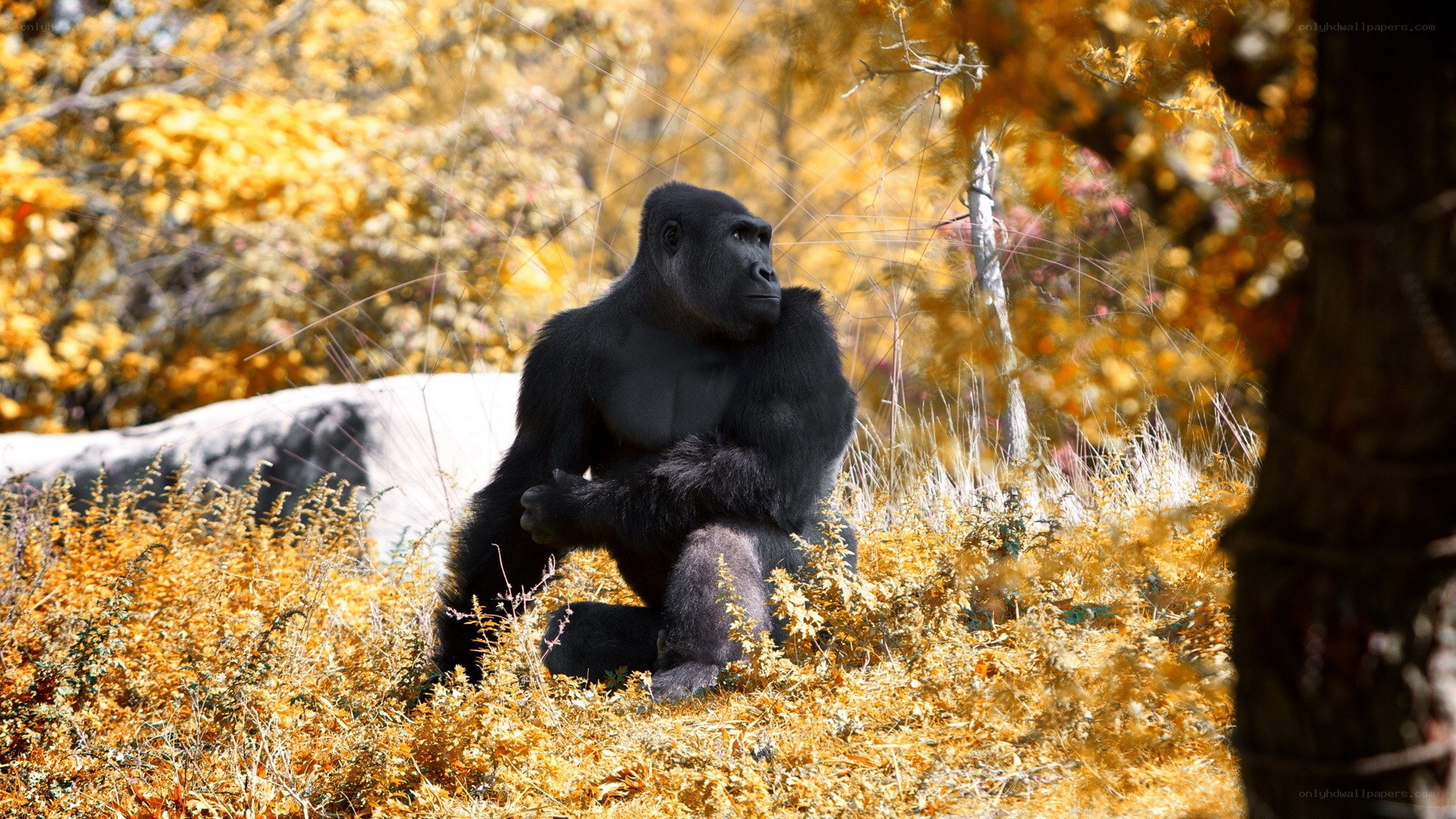 gorilla in autumn foliage
