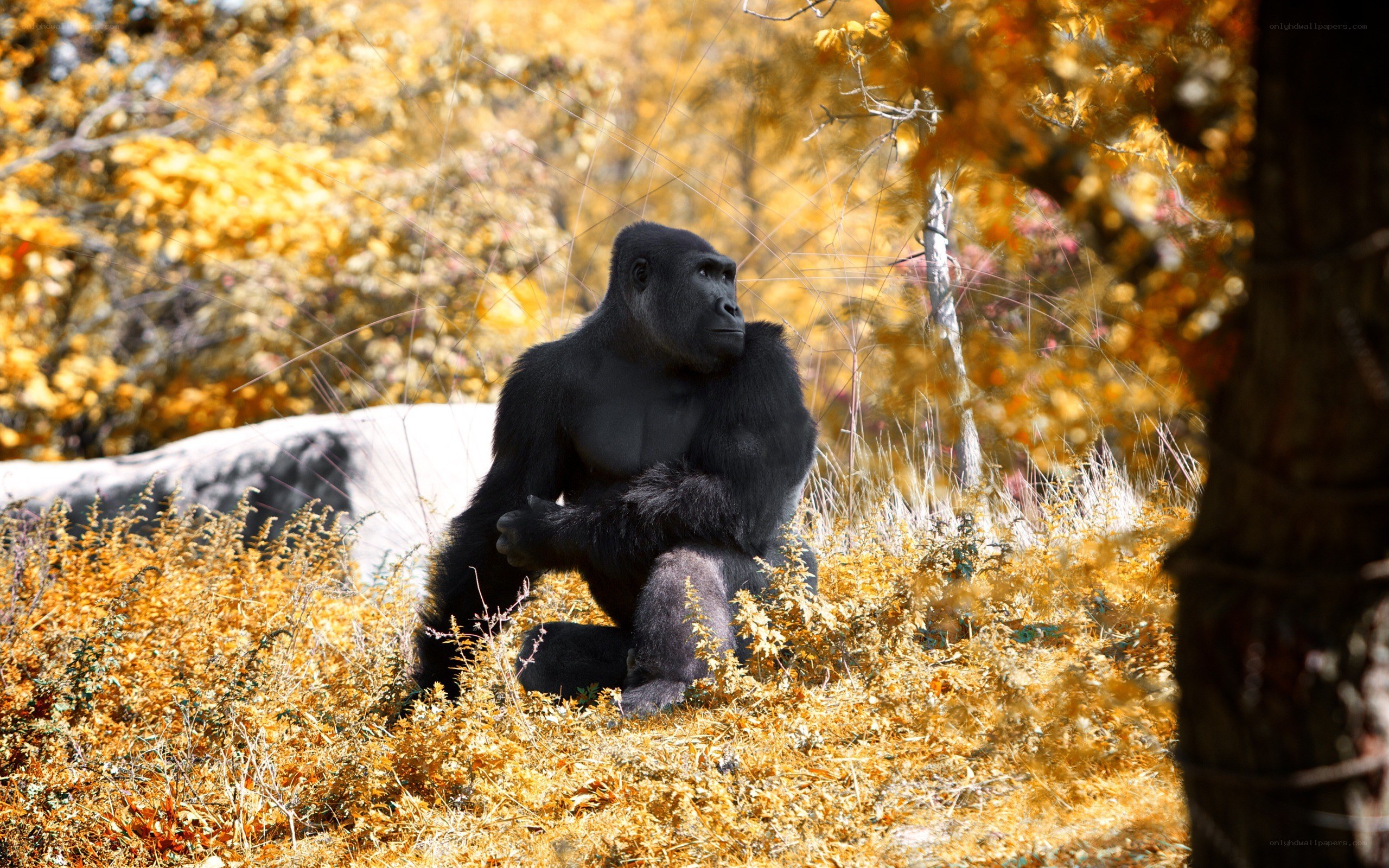 gorilla in autumn foliage