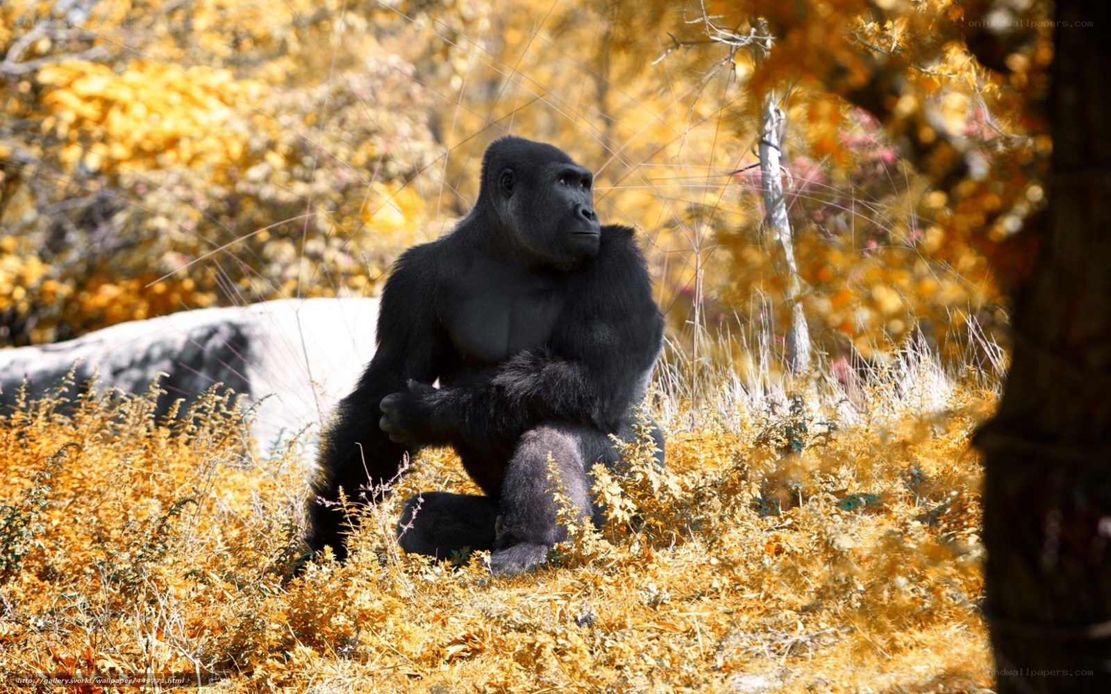 Gorilla in autumn foliage