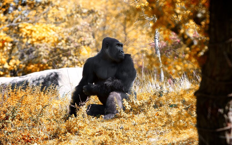 Gorilla in Autumn — Yellow