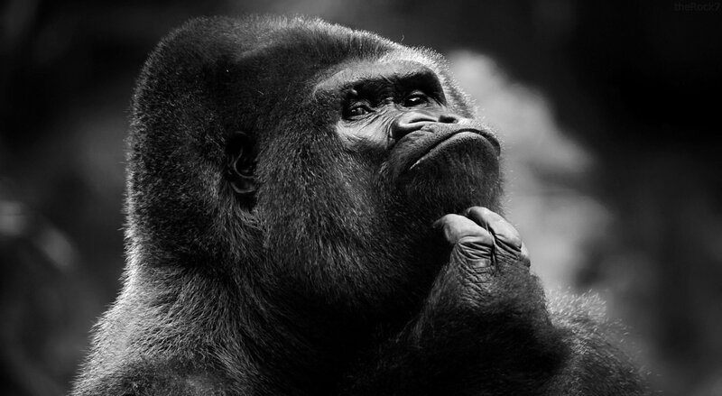 gorilla in contemplation