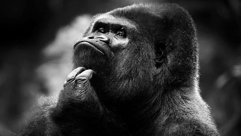 Gorilla in Contemplation — Black, Contemplative, Photograph