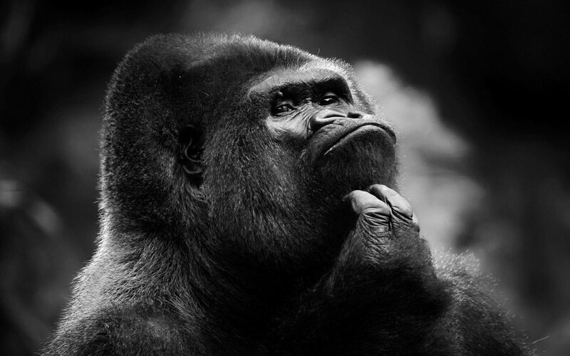 Gorilla in Contemplation — Black, Contemplative