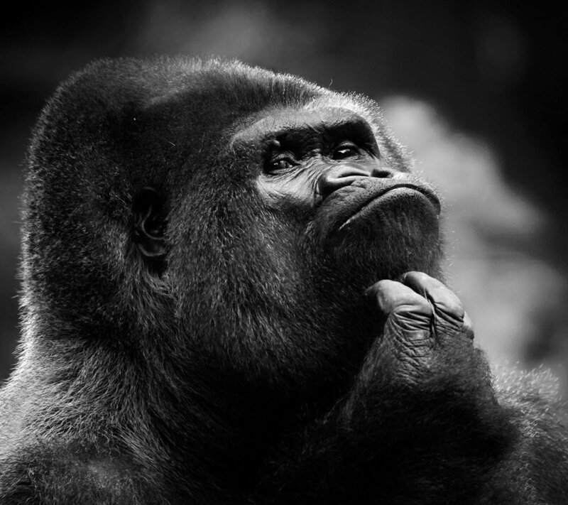 Gorilla in Contemplation — Black