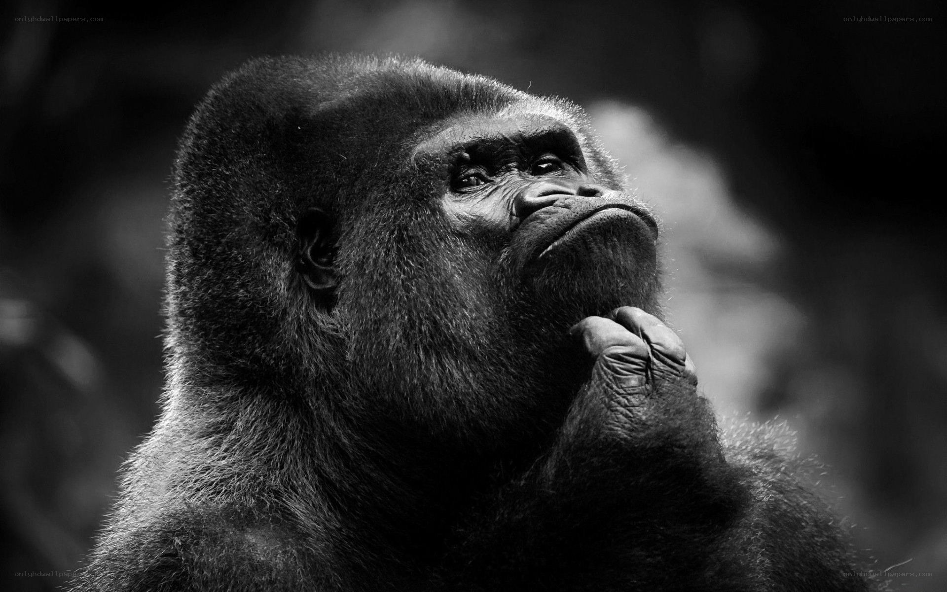 gorilla in contemplation