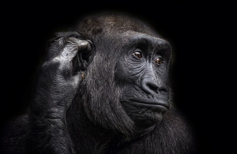 Gorilla in Dark Background