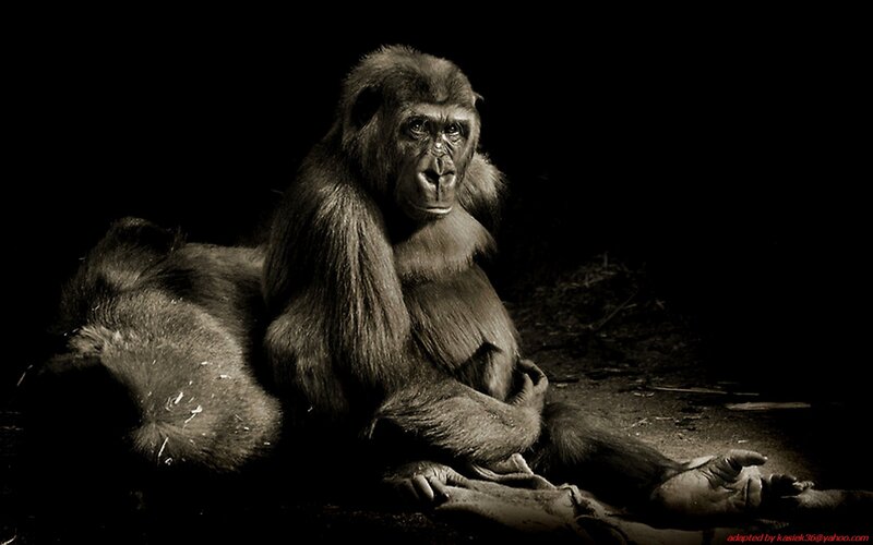 gorilla in dark setting