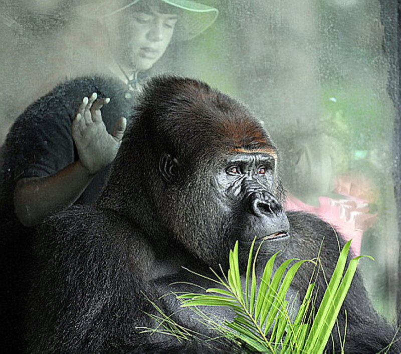 Gorilla in Enclosure — Black