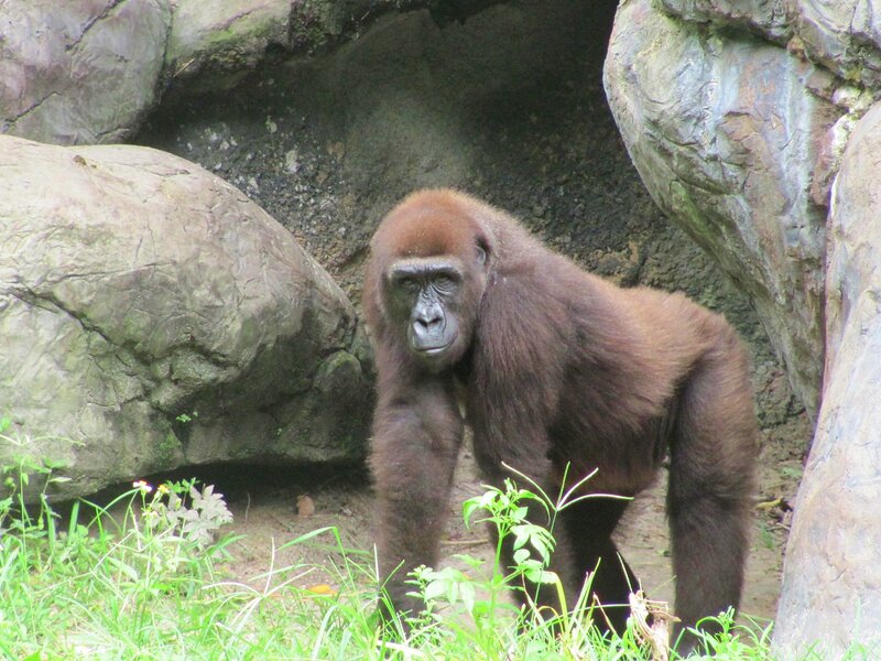 Gorilla in Enclosure — Brown