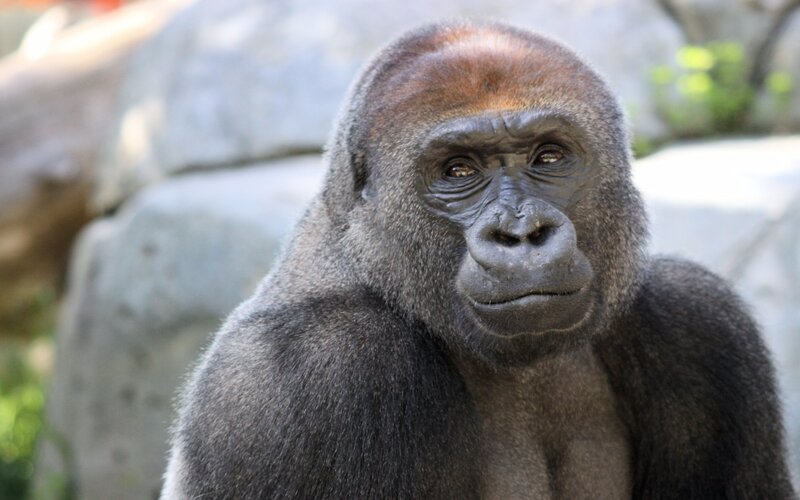 Gorilla in Enclosure