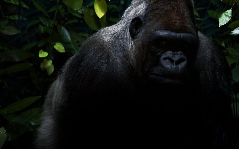 Gorilla in Foliage — Black, Dark