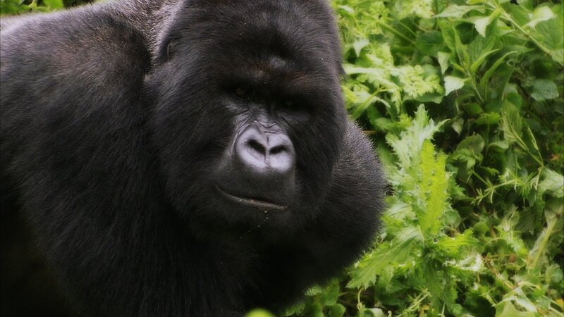 Gorilla in Foliage — Black, Natural