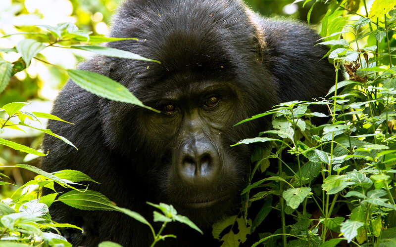 Gorilla in Foliage — Black