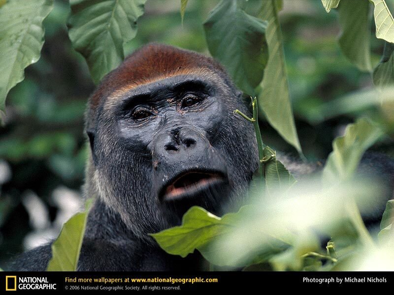 Gorilla in Foliage — Green, Natural, Photograph, Leaves