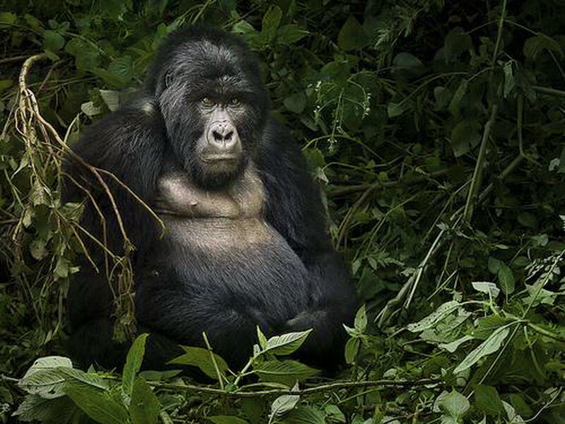 Gorilla in Foliage — Green